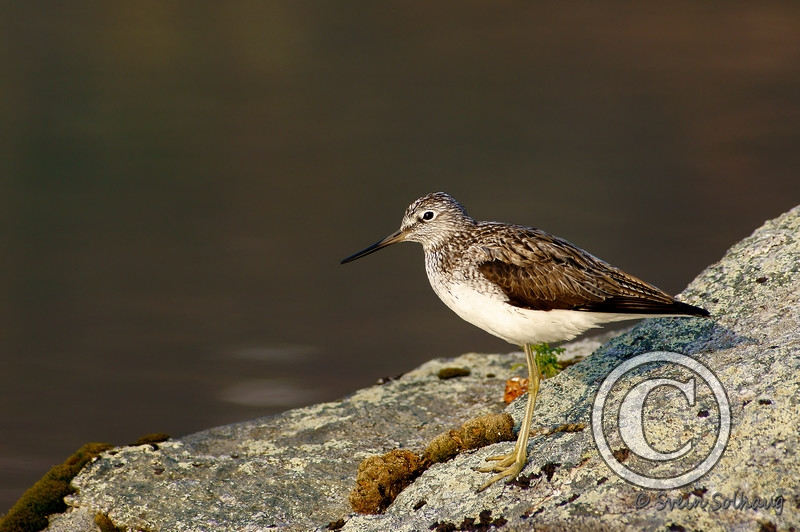 Gluttsnipe