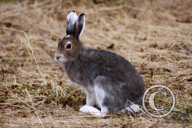 Hare.