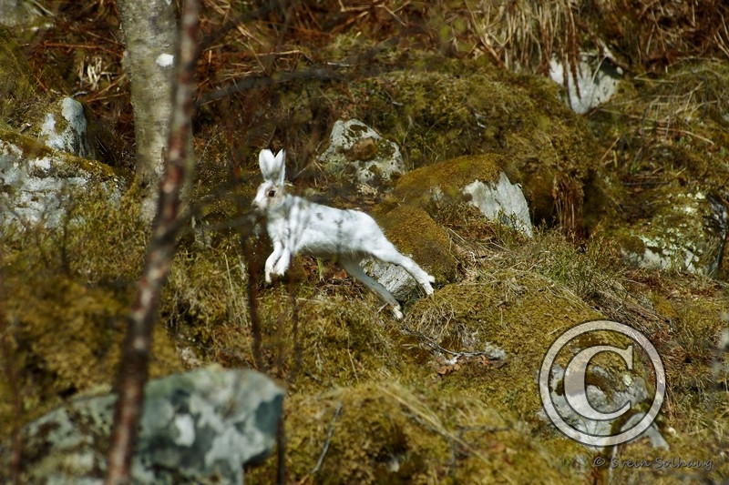 Hare.