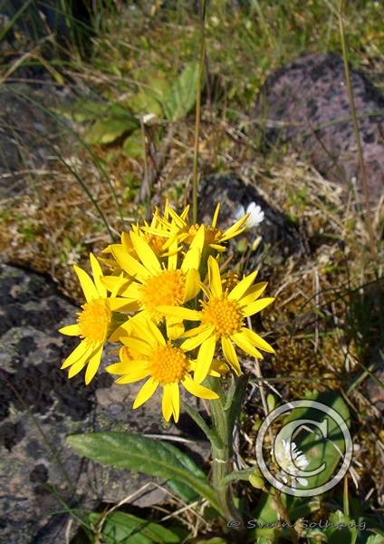 Finnmarksvineblom