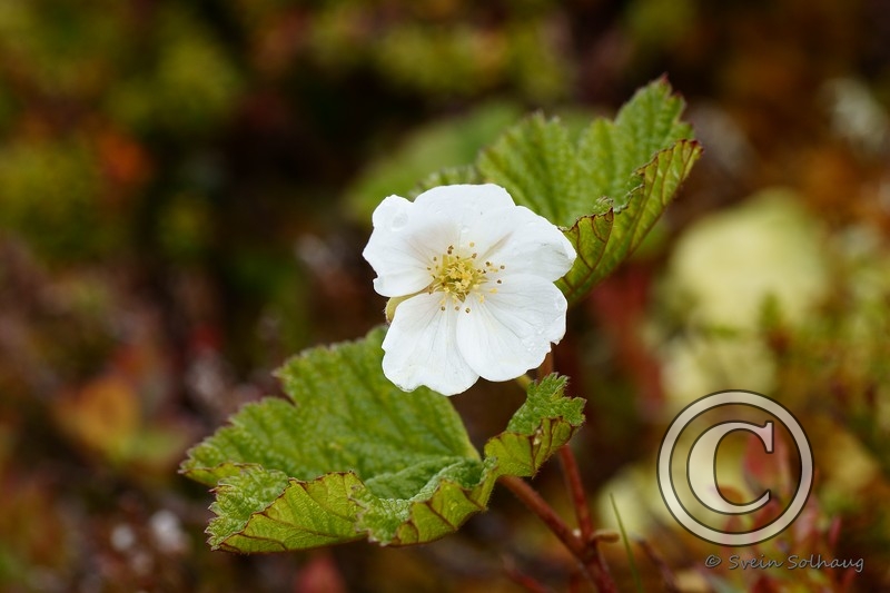 Multeblomst
