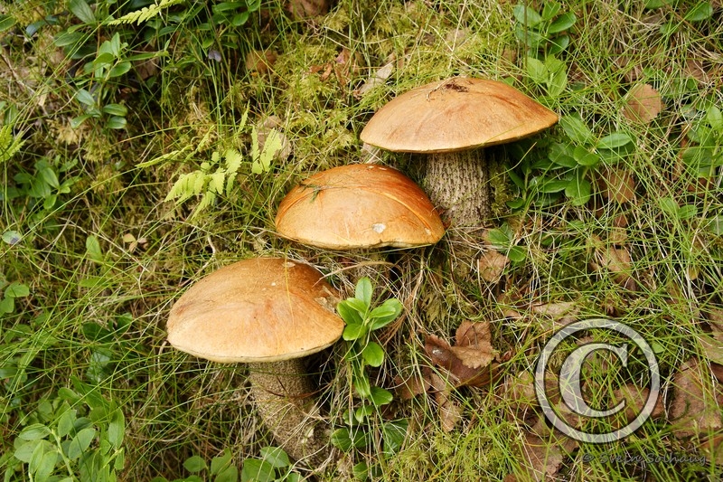 Rødskrubb.