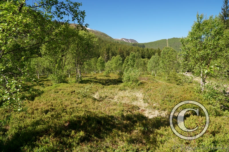 Tuft av langhus