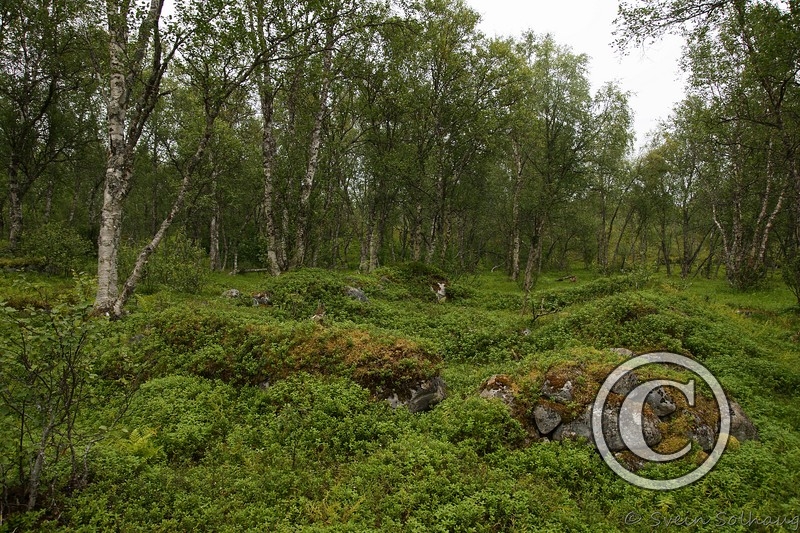 Stor rektangulær tuft Stor rektangulær tuft