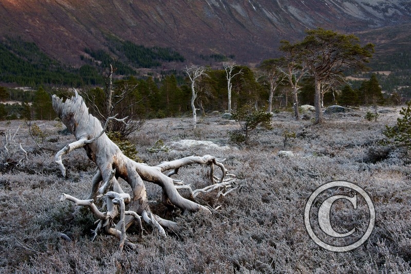 Forfjorddalen Forfjorddalen