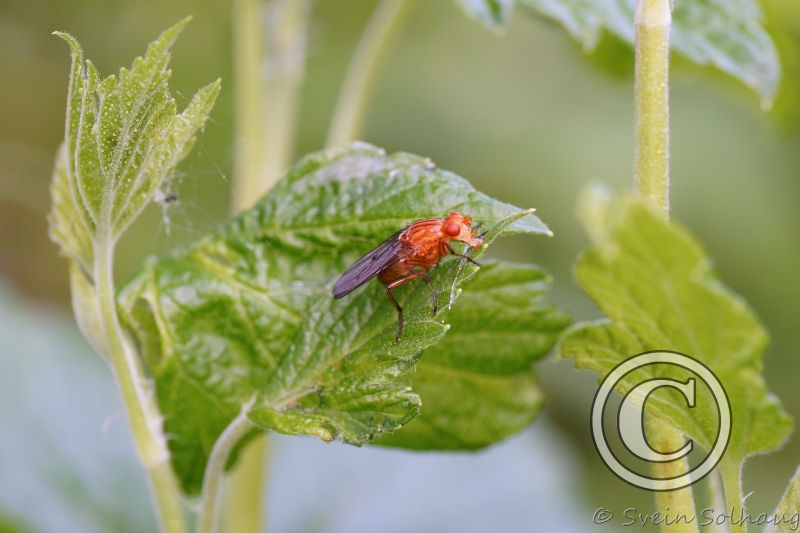 Dryomyza anilis