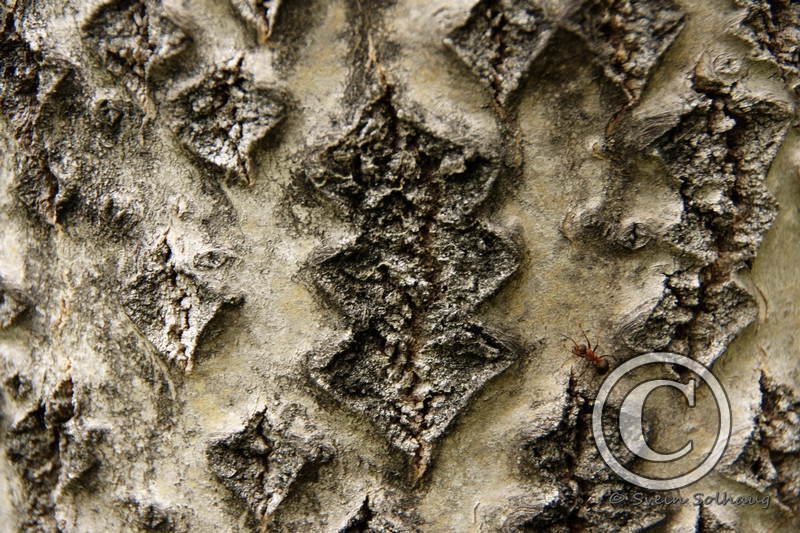 Orebark